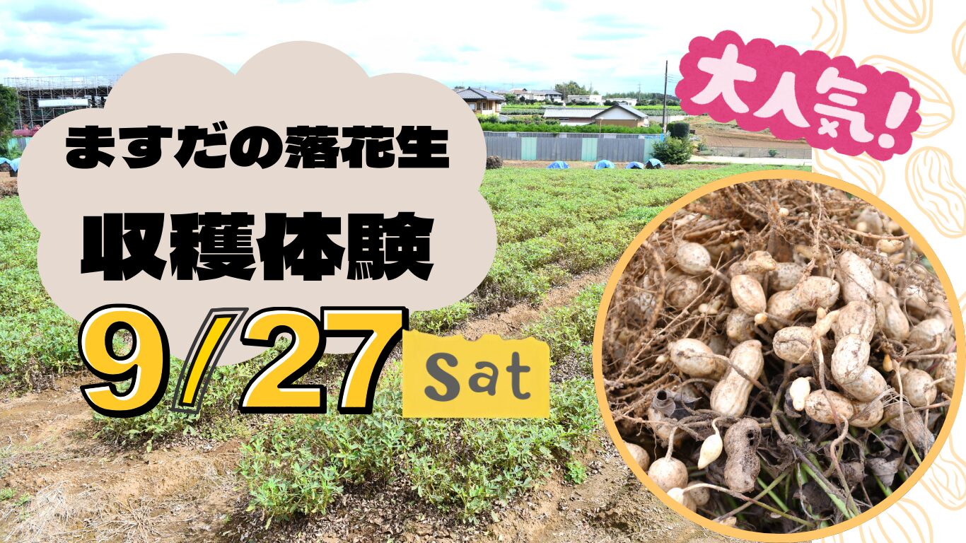 ますだの落花生　畑で収穫体験交流会のお知らせ　　　　　　　　　2025年9月27日(土)10:00～12:30（小雨決行）