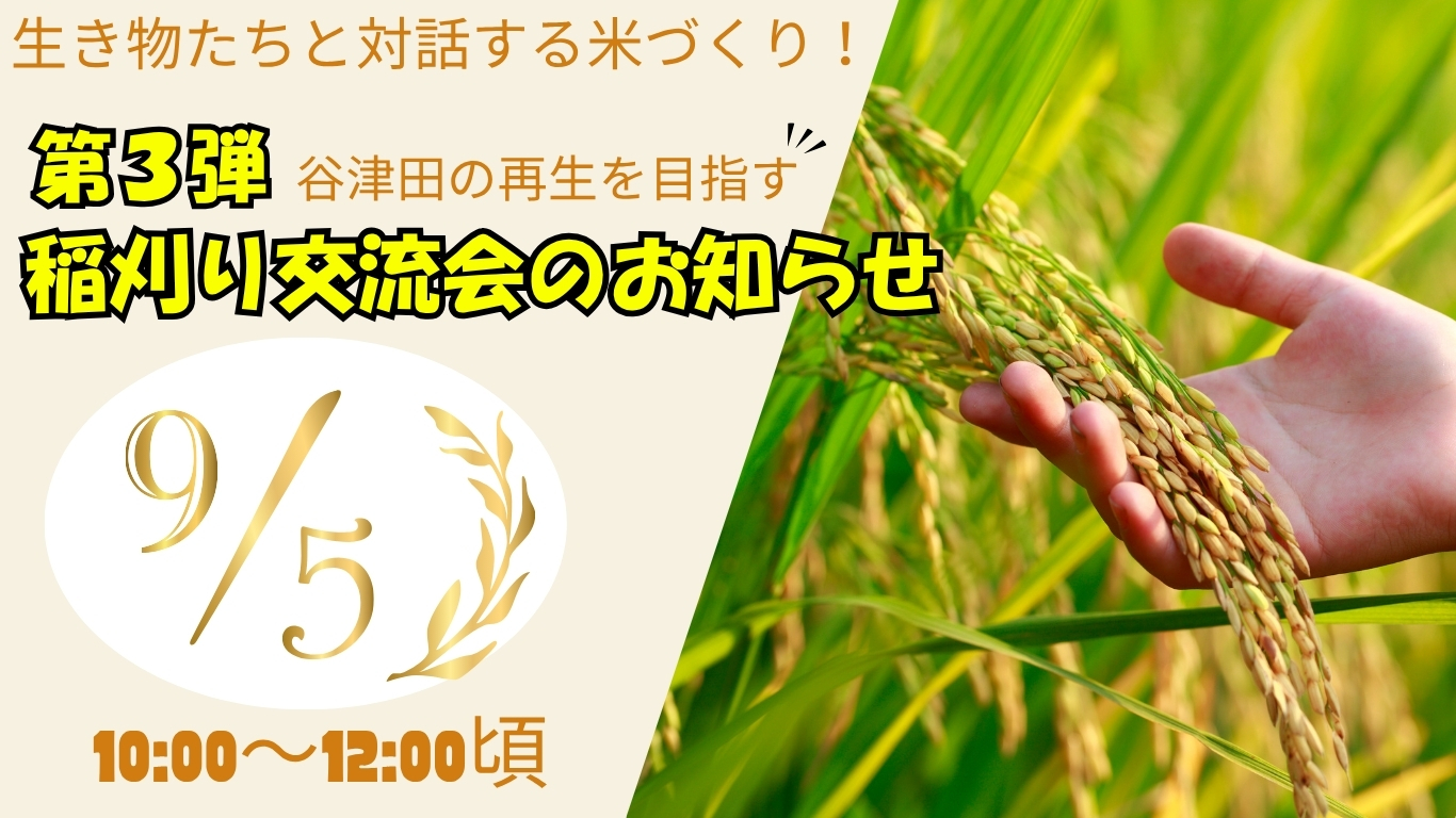 9/5(土)　生き物たちと対話する米づくり！第3弾　　　　　　　　　谷津田の再生を目指す稲刈り交流会のお知らせ