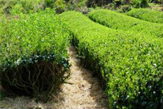 わらを敷き詰めることで除草剤を使⽤しません